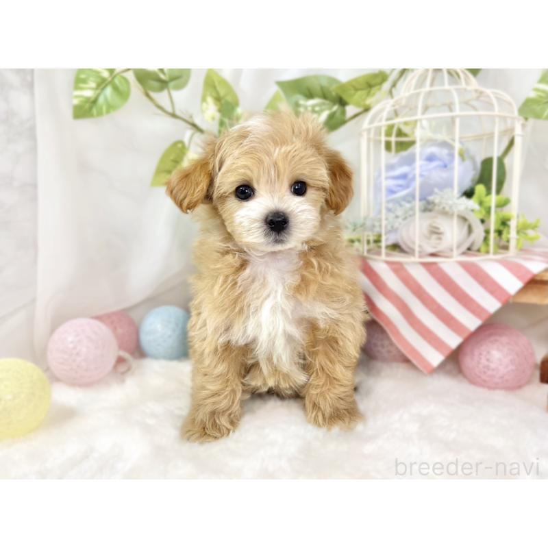 成約済の滋賀県のマルプー:マルチーズ×トイプードル-433775の4枚目