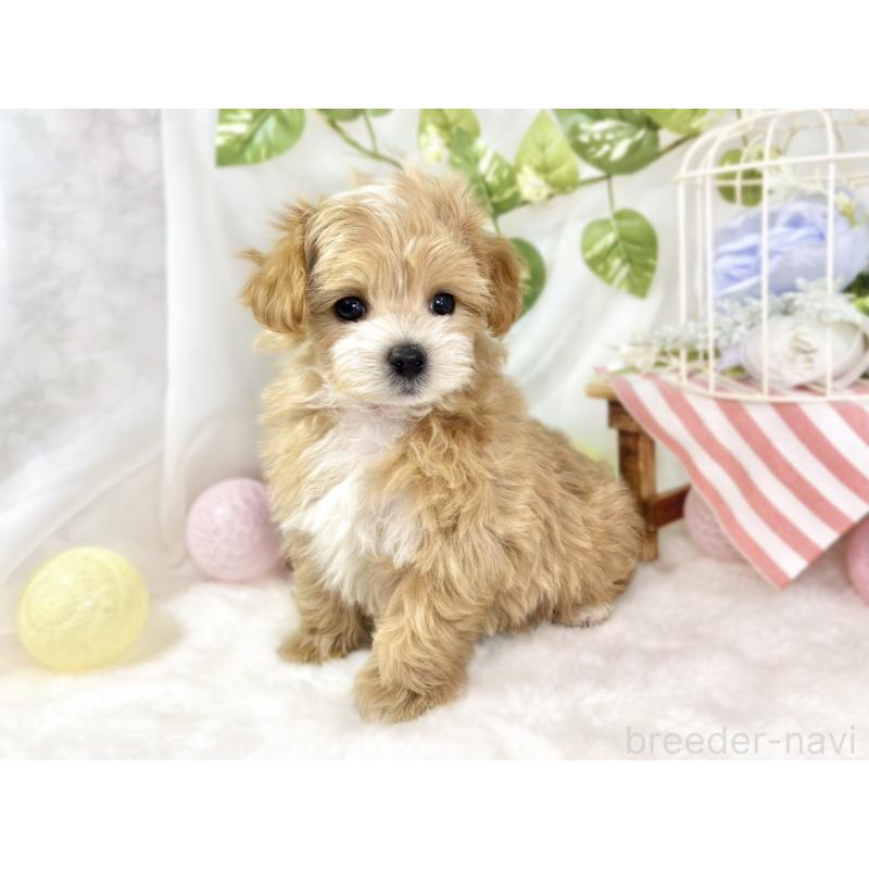 成約済の滋賀県のマルプー:マルチーズ×トイプードル-433775の3枚目