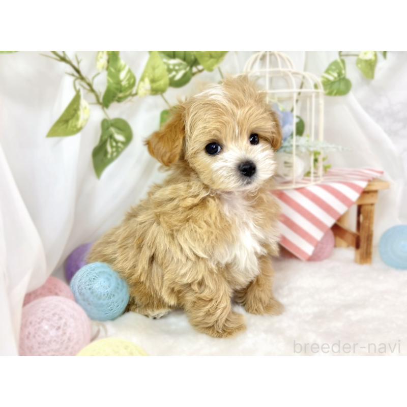 成約済の滋賀県のマルプー:マルチーズ×トイプードル-433775の2枚目