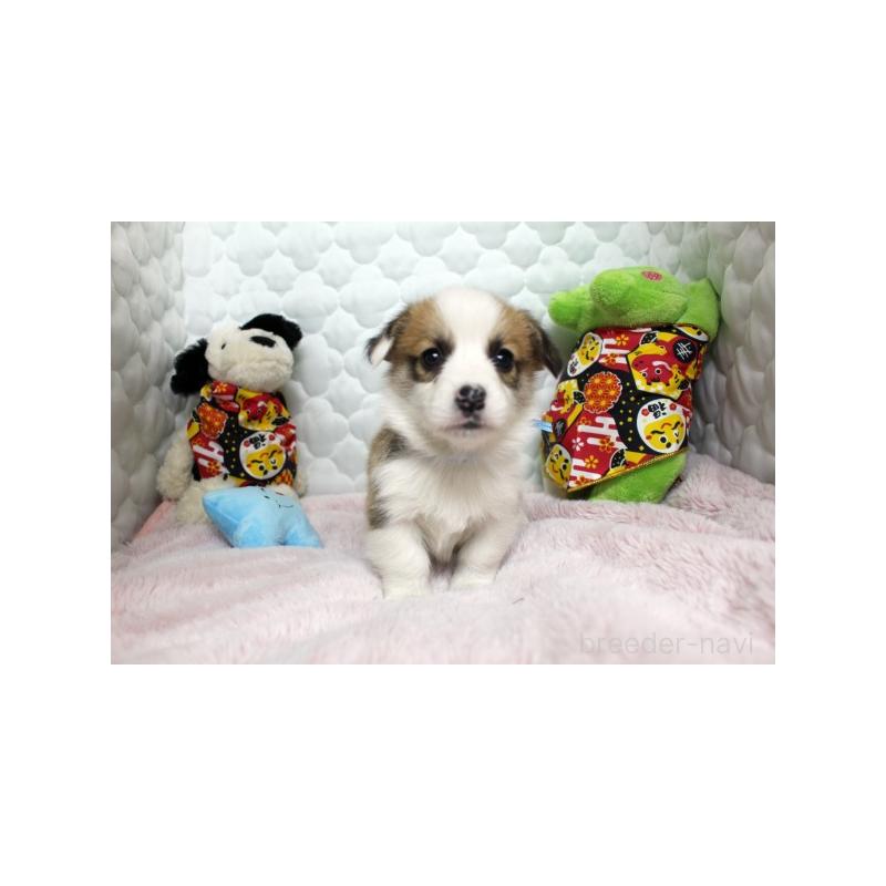 販売中の栃木県のウェルシュコーギーペンブローク-434799の5枚目