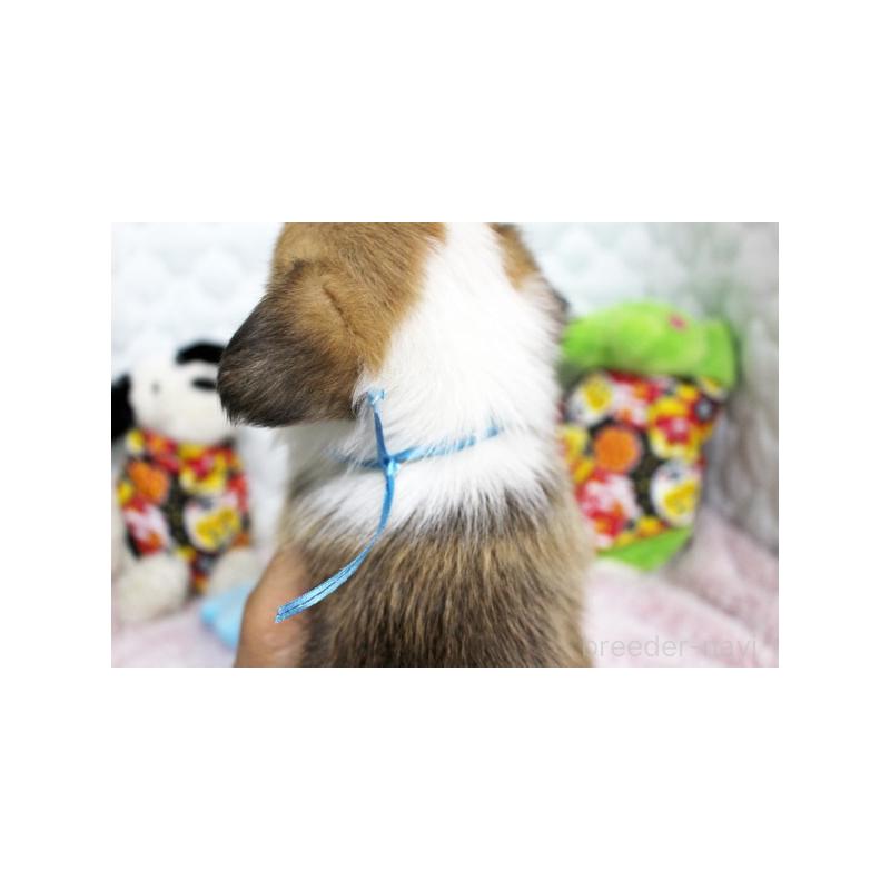 販売中の栃木県のウェルシュコーギーペンブローク-434799の4枚目