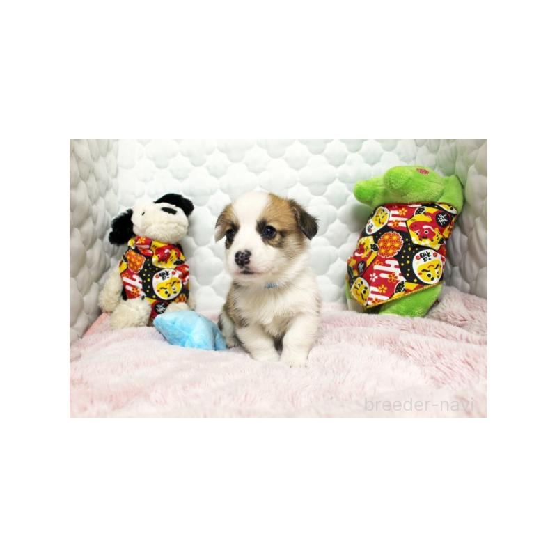 販売中の栃木県のウェルシュコーギーペンブローク-434799の3枚目