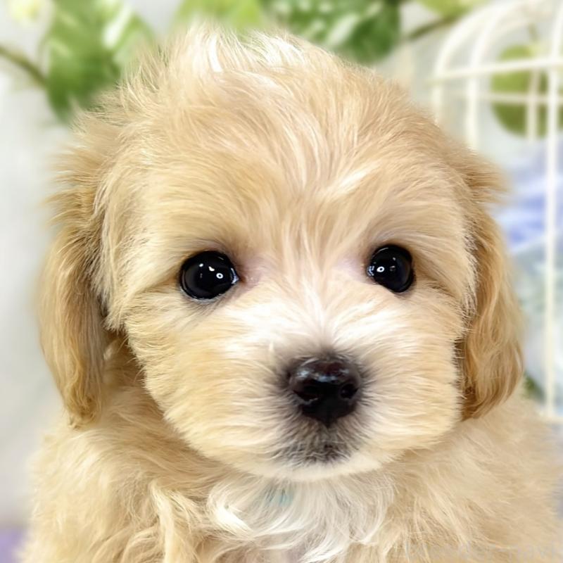 成約済の滋賀県のマルプー:マルチーズ×トイプードル-433777の1枚目