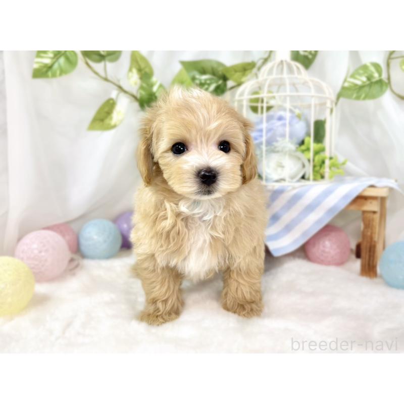 成約済の滋賀県のマルプー:マルチーズ×トイプードル-433777の4枚目