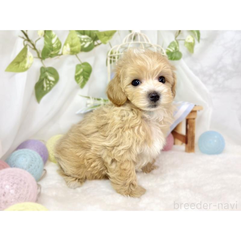 成約済の滋賀県のマルプー:マルチーズ×トイプードル-433777の3枚目