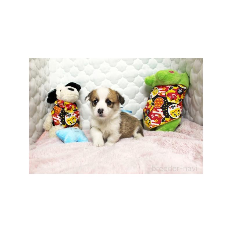 販売中の栃木県のウェルシュコーギーペンブローク-434799の2枚目