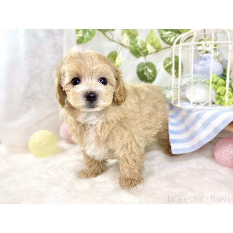 成約済の滋賀県のマルプー:マルチーズ×トイプードル-433777の2枚目