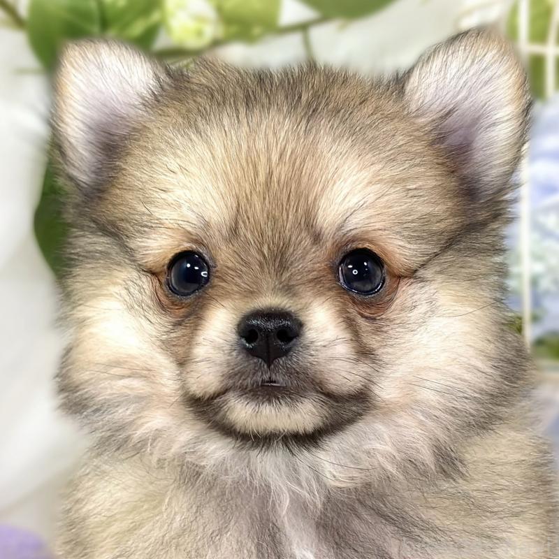 販売中の滋賀県のポメチワ:ポメラニアン×チワワ-433779