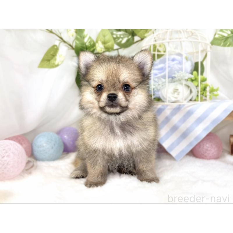 成約済の滋賀県のポメチワ:ポメラニアン×チワワ-433779の4枚目