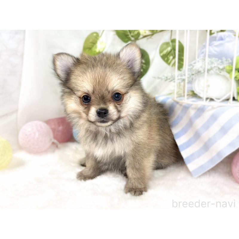 成約済の滋賀県のポメチワ:ポメラニアン×チワワ-433779の3枚目