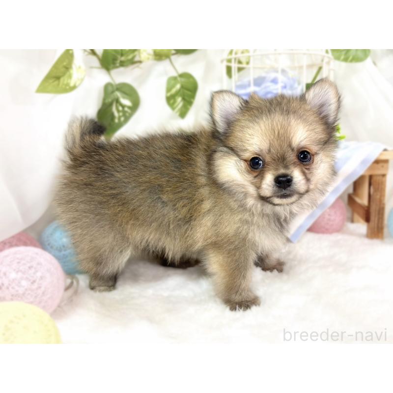 成約済の滋賀県のポメチワ:ポメラニアン×チワワ-433779の2枚目