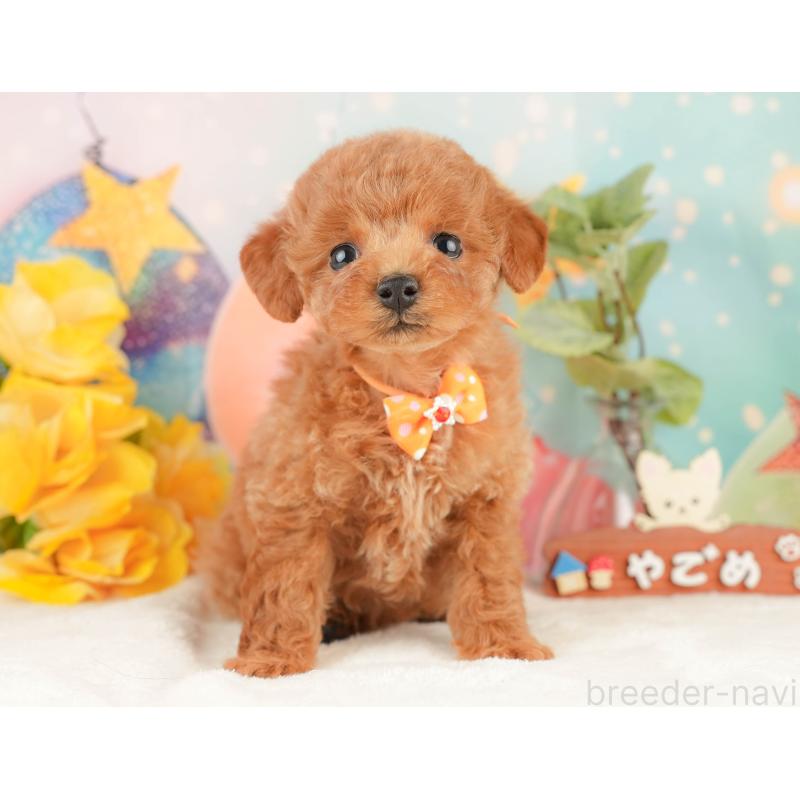 販売中の静岡県のトイプードル-434801の9枚目