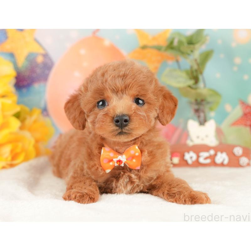 販売中の静岡県のトイプードル-434801の8枚目