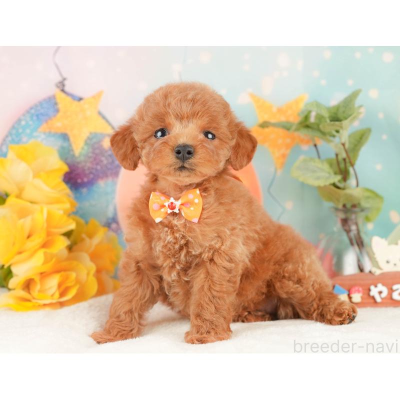 販売中の静岡県のトイプードル-434801の7枚目