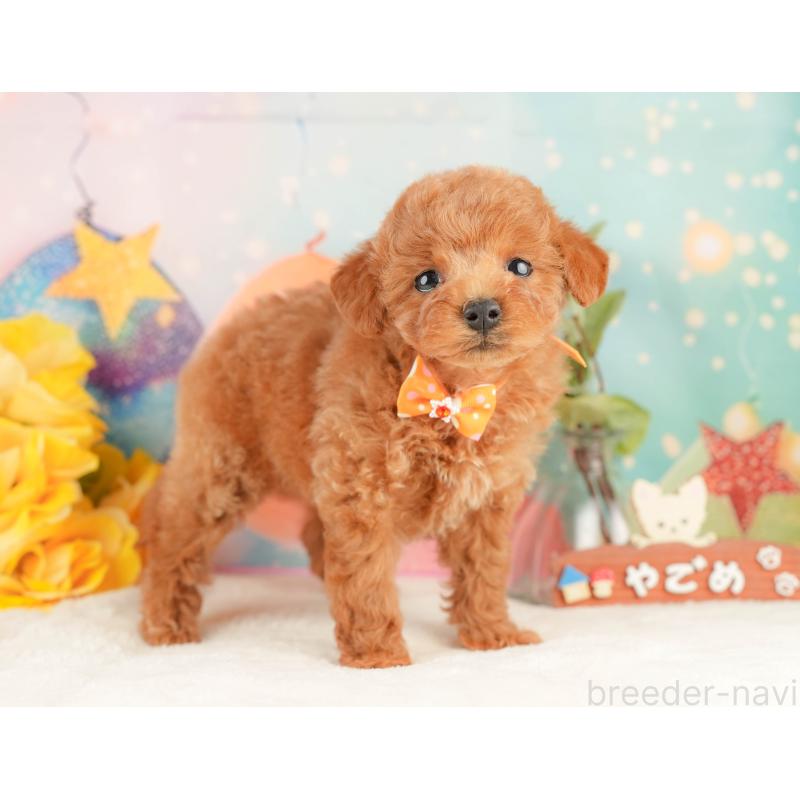 販売中の静岡県のトイプードル-434801の6枚目