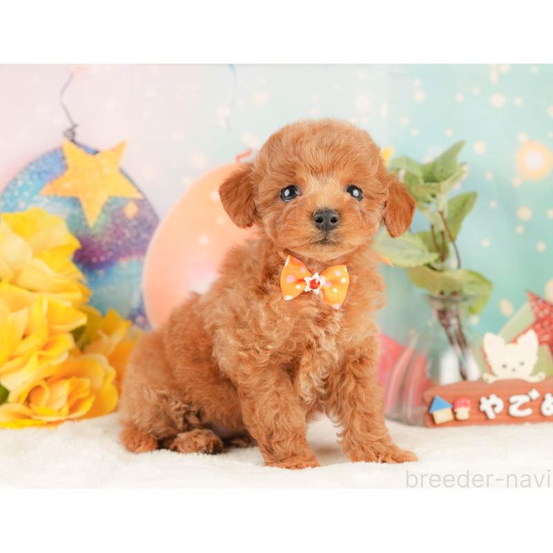 販売中の静岡県のトイプードル-434801の5枚目