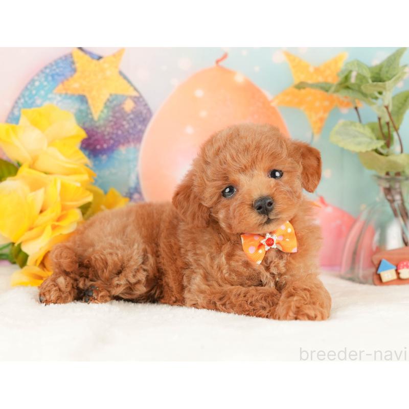 販売中の静岡県のトイプードル-434801の4枚目