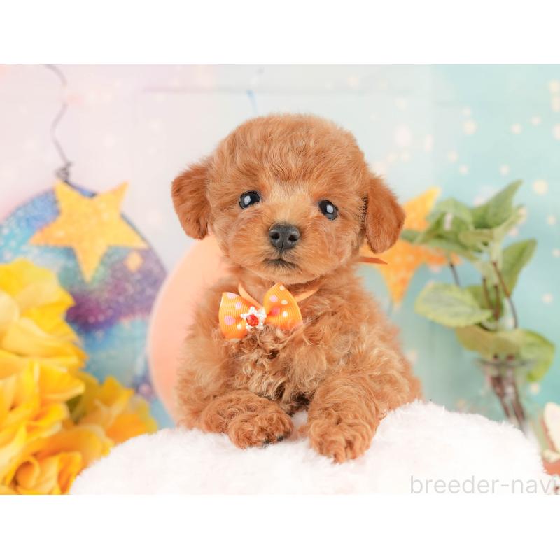 販売中の静岡県のトイプードル-434801の3枚目