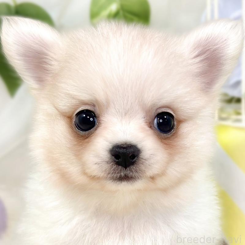 販売中の滋賀県のポメチワ:ポメラニアン×チワワ-433780