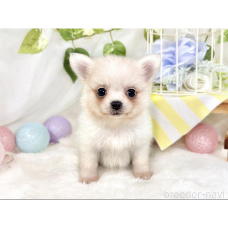 成約済の滋賀県のポメチワ:ポメラニアン×チワワ-433780の4枚目