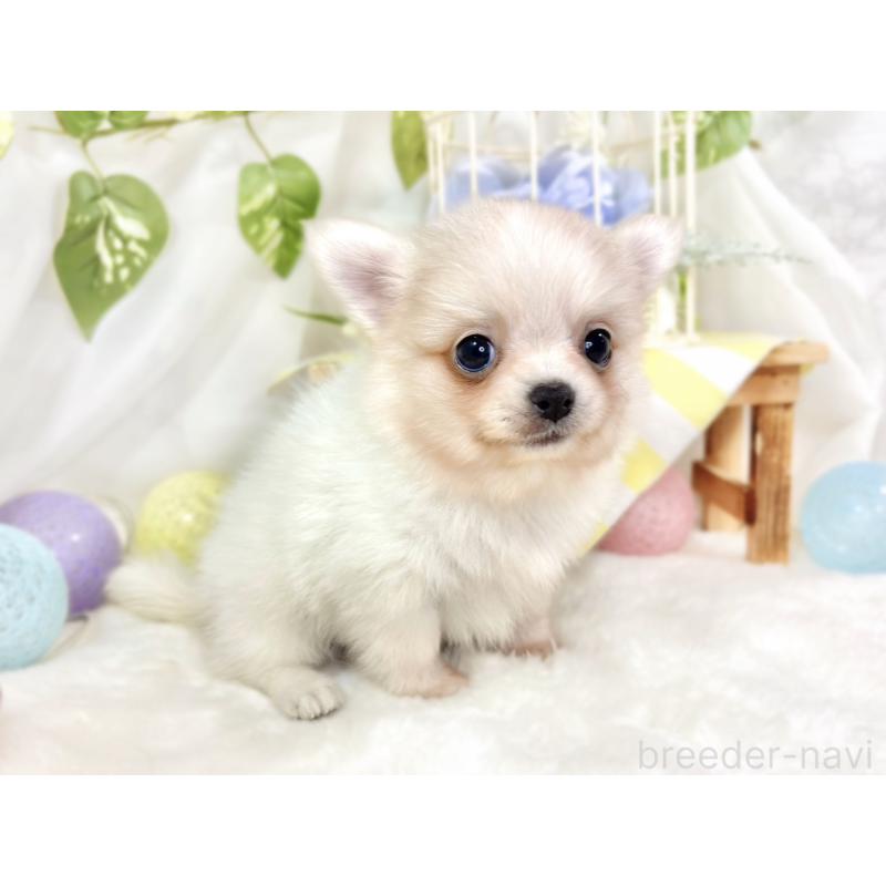 成約済の滋賀県のポメチワ:ポメラニアン×チワワ-433780の3枚目