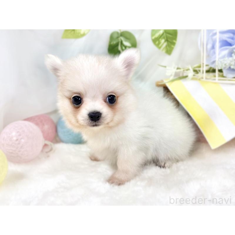 成約済の滋賀県のポメチワ:ポメラニアン×チワワ-433780の2枚目
