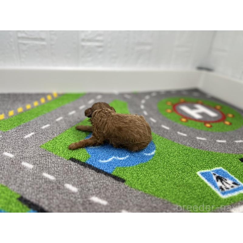 販売中の愛知県のトイプードル-434800の6枚目