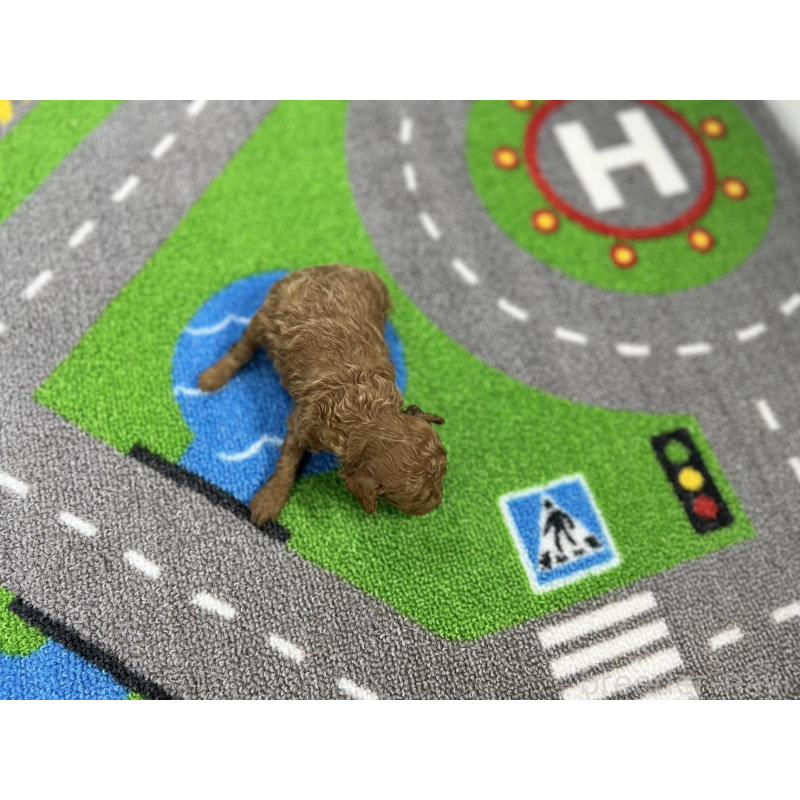 販売中の愛知県のトイプードル-434800の5枚目