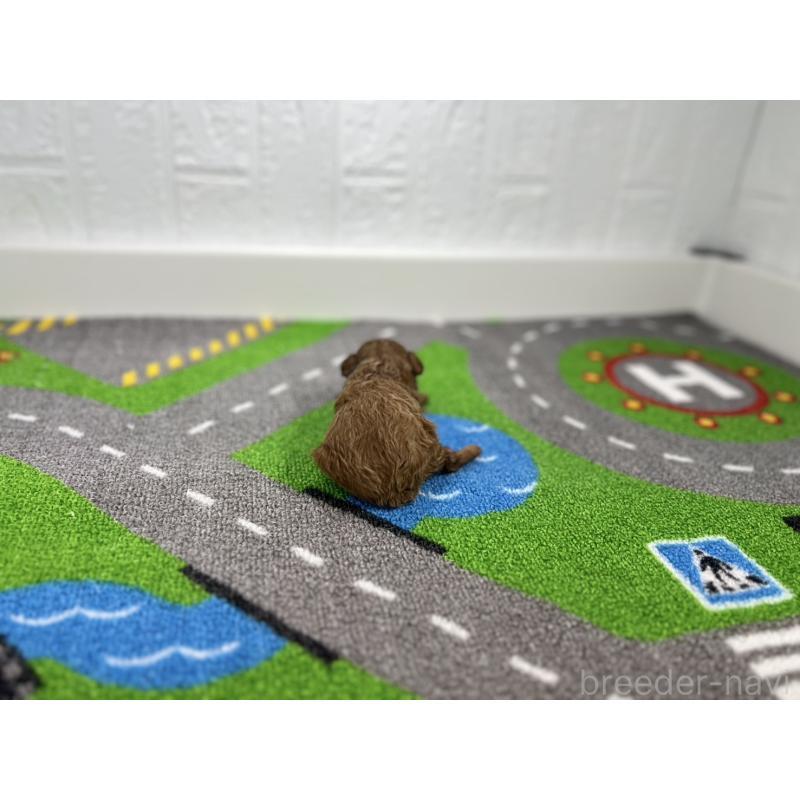 販売中の愛知県のトイプードル-434800の3枚目