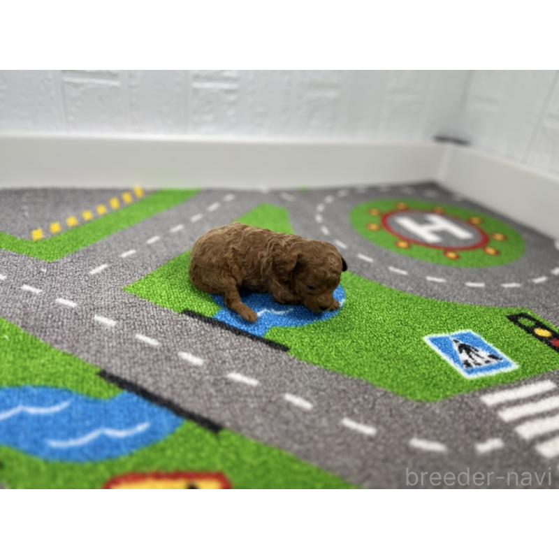 販売中の愛知県のトイプードル-434800の2枚目