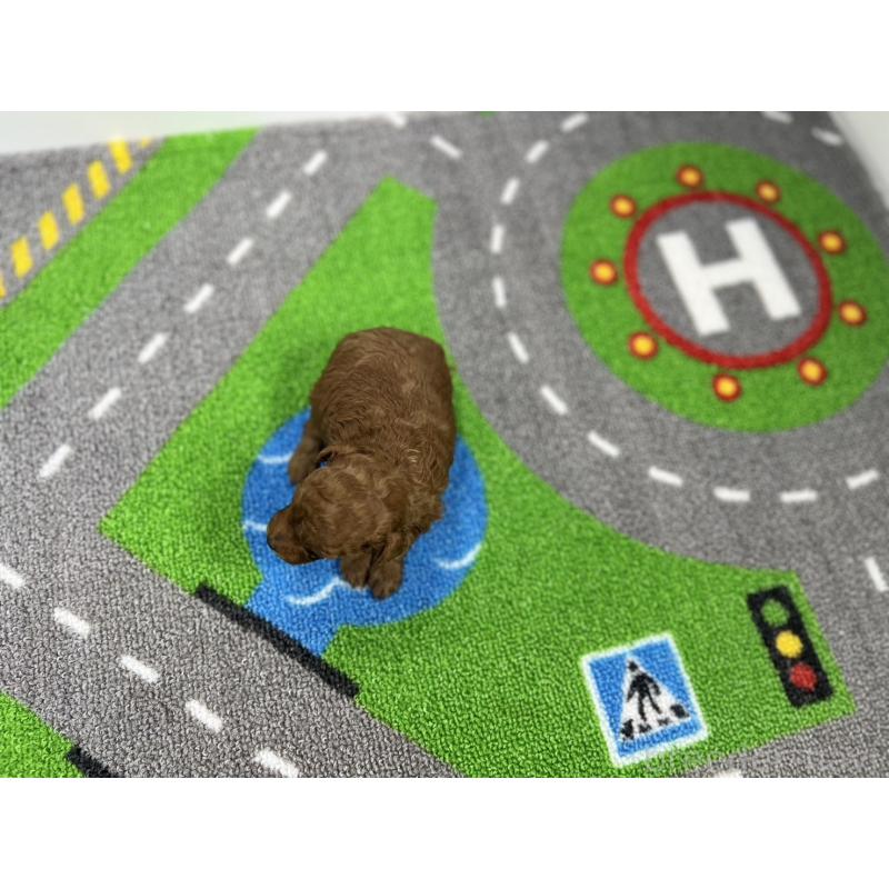 販売中の愛知県のトイプードル-434804の5枚目