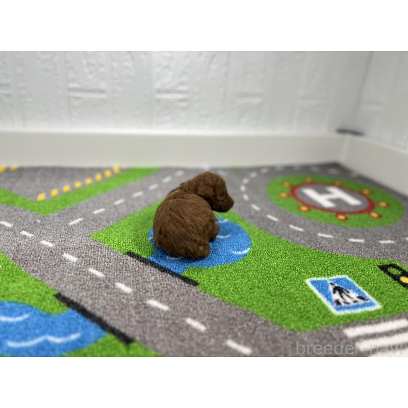 販売中の愛知県のトイプードル-434804の3枚目