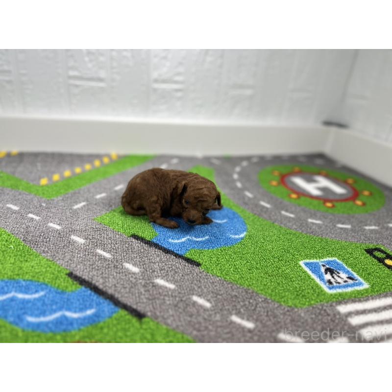 販売中の愛知県のトイプードル-434804の2枚目