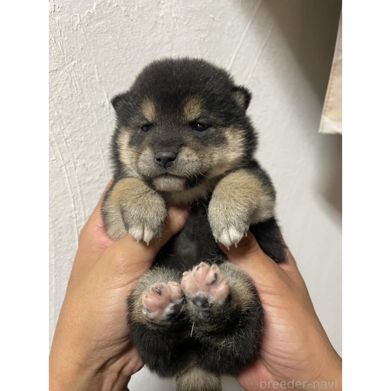 販売中の茨城県の柴犬-434809の3枚目