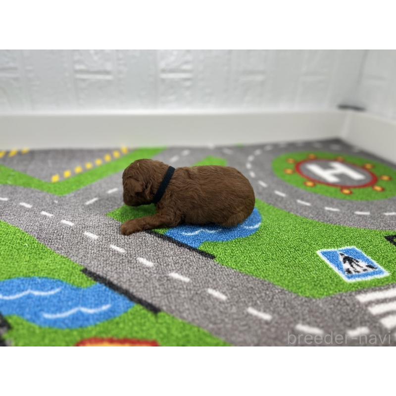 販売中の愛知県のトイプードル-434806の6枚目