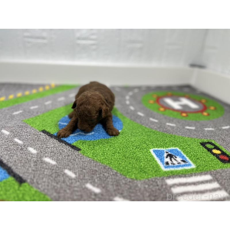 販売中の愛知県のトイプードル-434806の4枚目