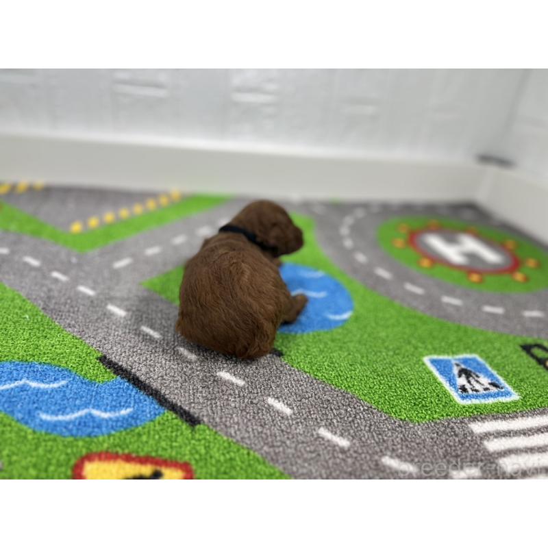 販売中の愛知県のトイプードル-434806の3枚目