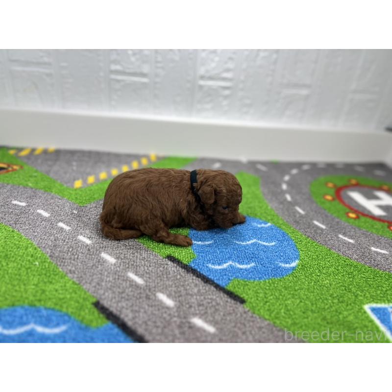 販売中の愛知県のトイプードル-434806の2枚目