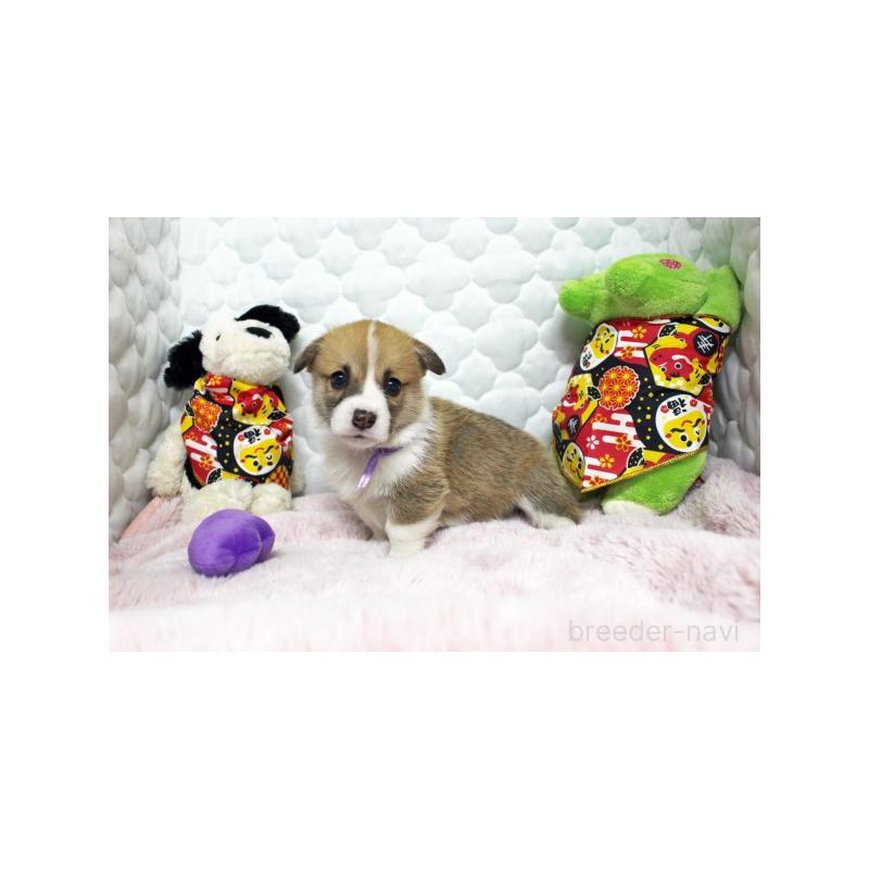 販売中の栃木県のウェルシュコーギーペンブローク-434810の5枚目