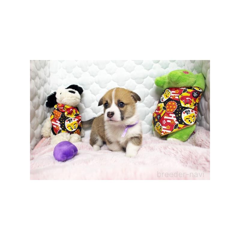 販売中の栃木県のウェルシュコーギーペンブローク-434810の4枚目