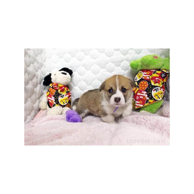 販売中の栃木県のウェルシュコーギーペンブローク-434810の2枚目