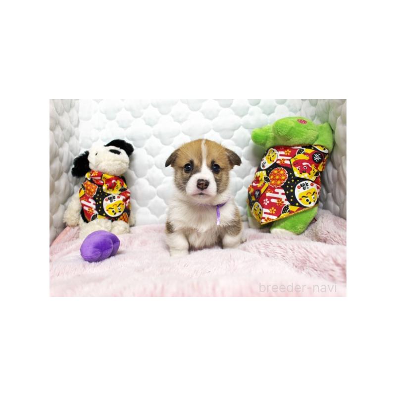 販売中の栃木県のウェルシュコーギーペンブローク-434810