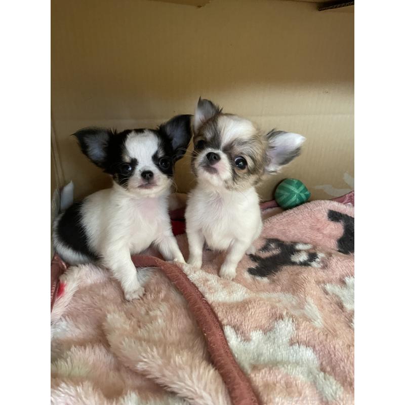 販売中の石川県のチワワ(ロングコート)-434811の4枚目