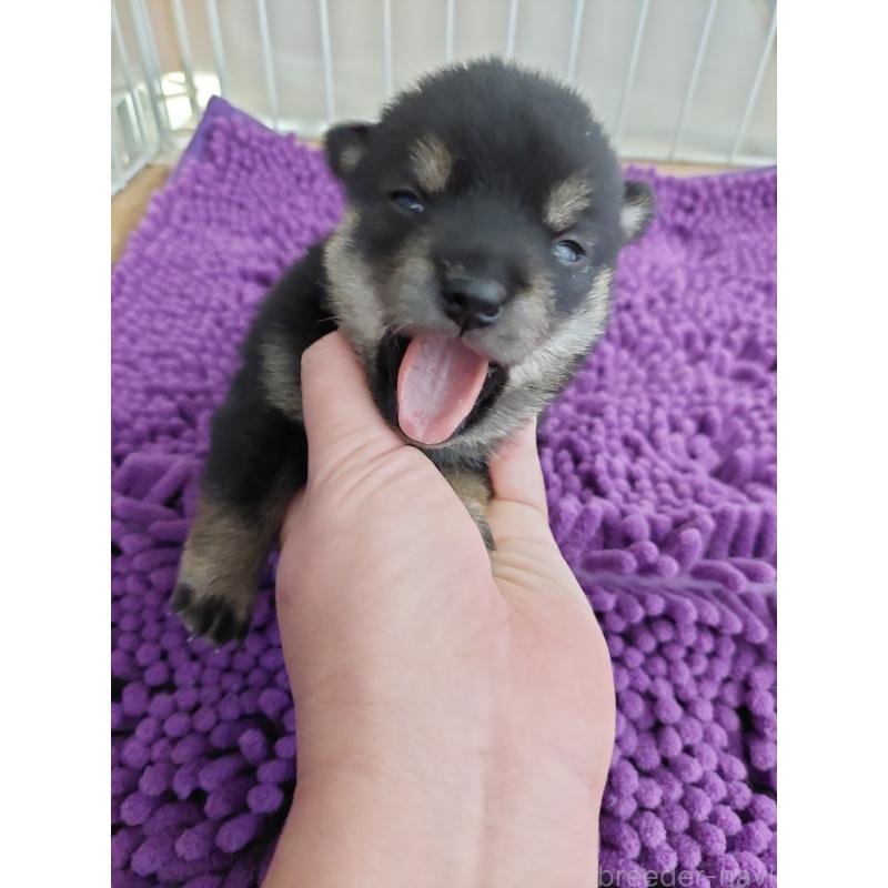 販売中の高知県の豆柴-434812の5枚目