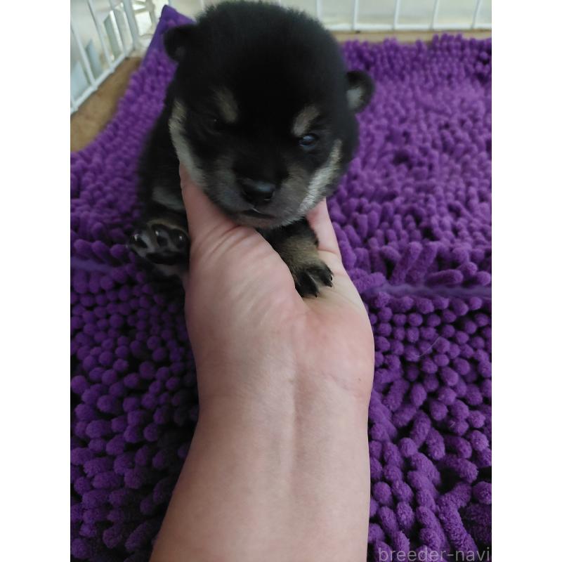 販売中の高知県の豆柴-434812の4枚目