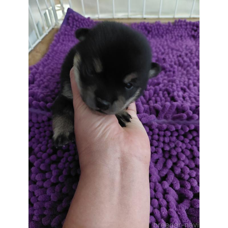 販売中の高知県の豆柴-434812の3枚目