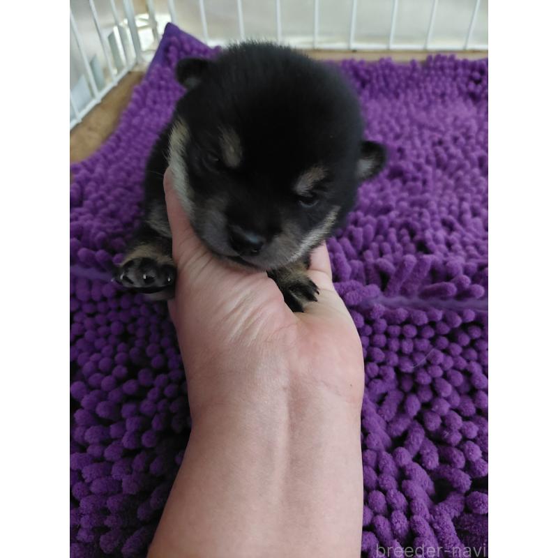 販売中の高知県の豆柴-434812の2枚目