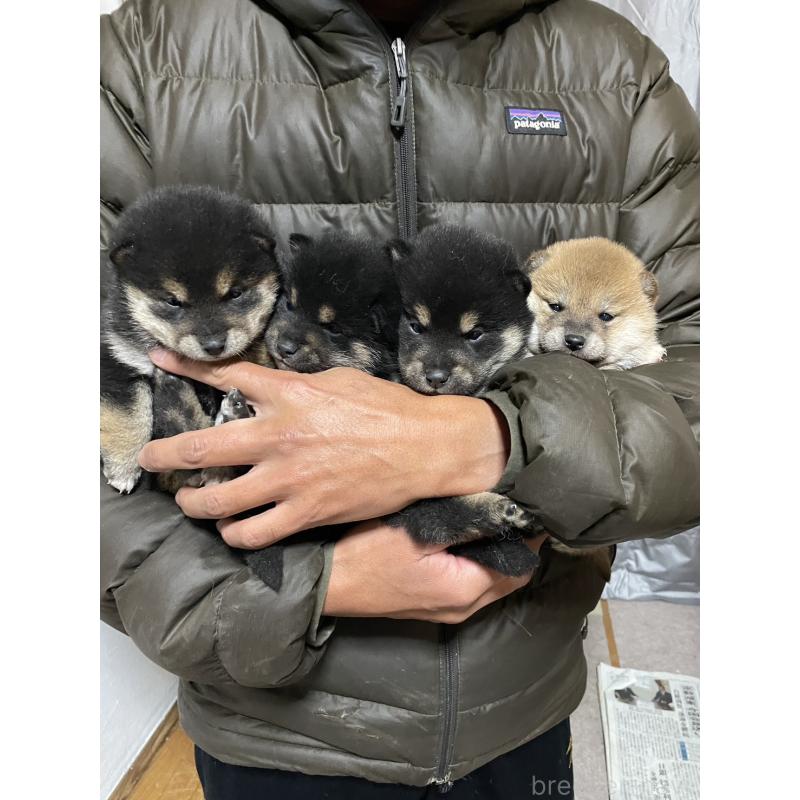 販売中の茨城県の柴犬-434813の6枚目