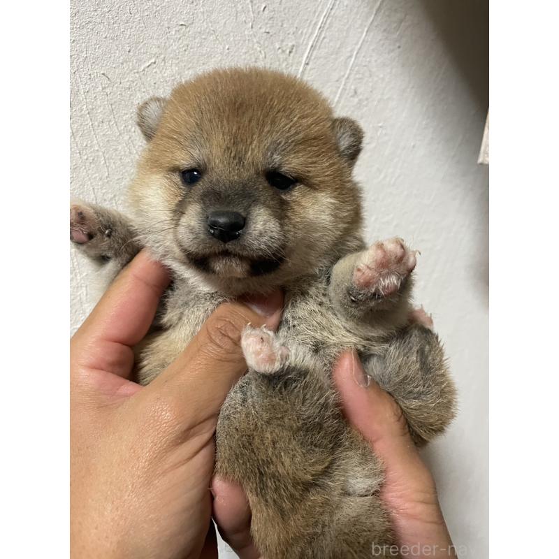 販売中の茨城県の柴犬-434813の5枚目