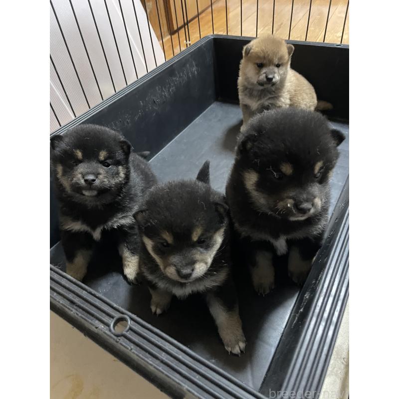 販売中の茨城県の柴犬-434813の3枚目